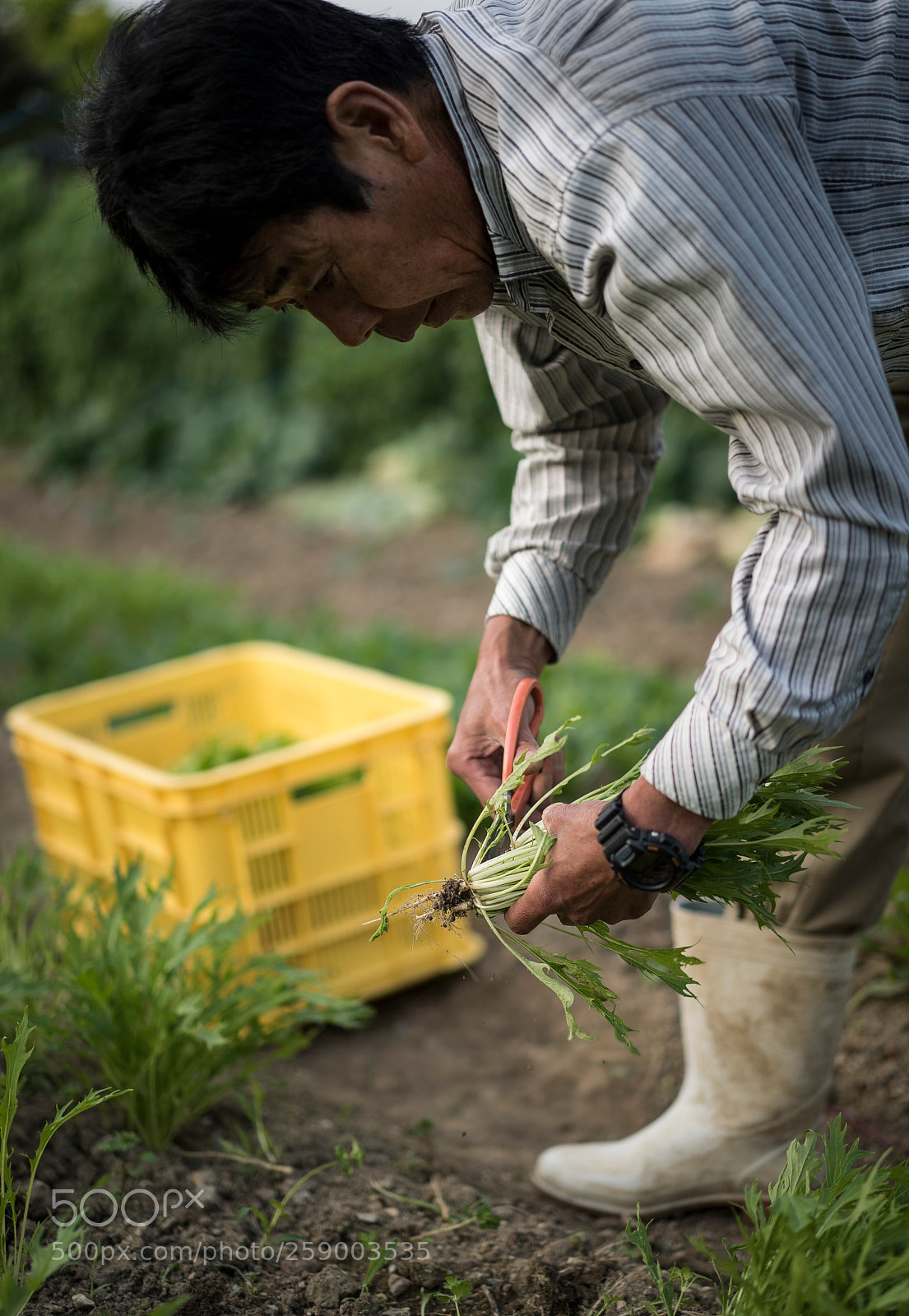 Sony a7S sample photo. Farmer i photography