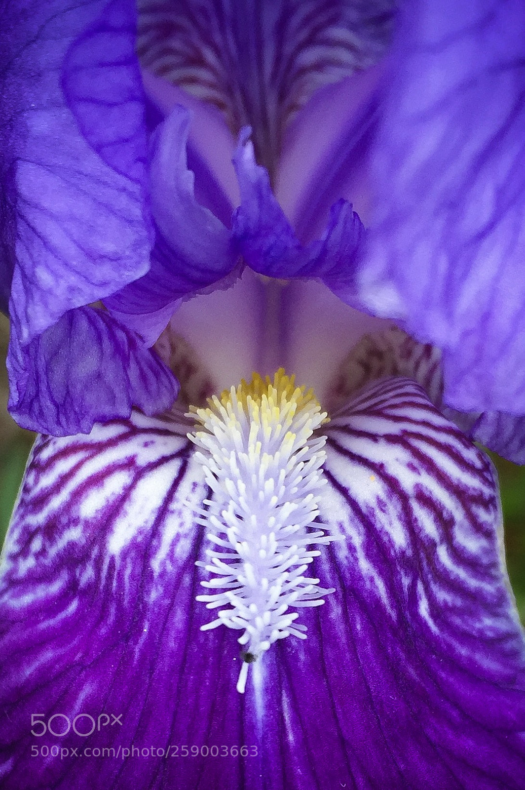 Apple iPhone 6 sample photo. Iris photography