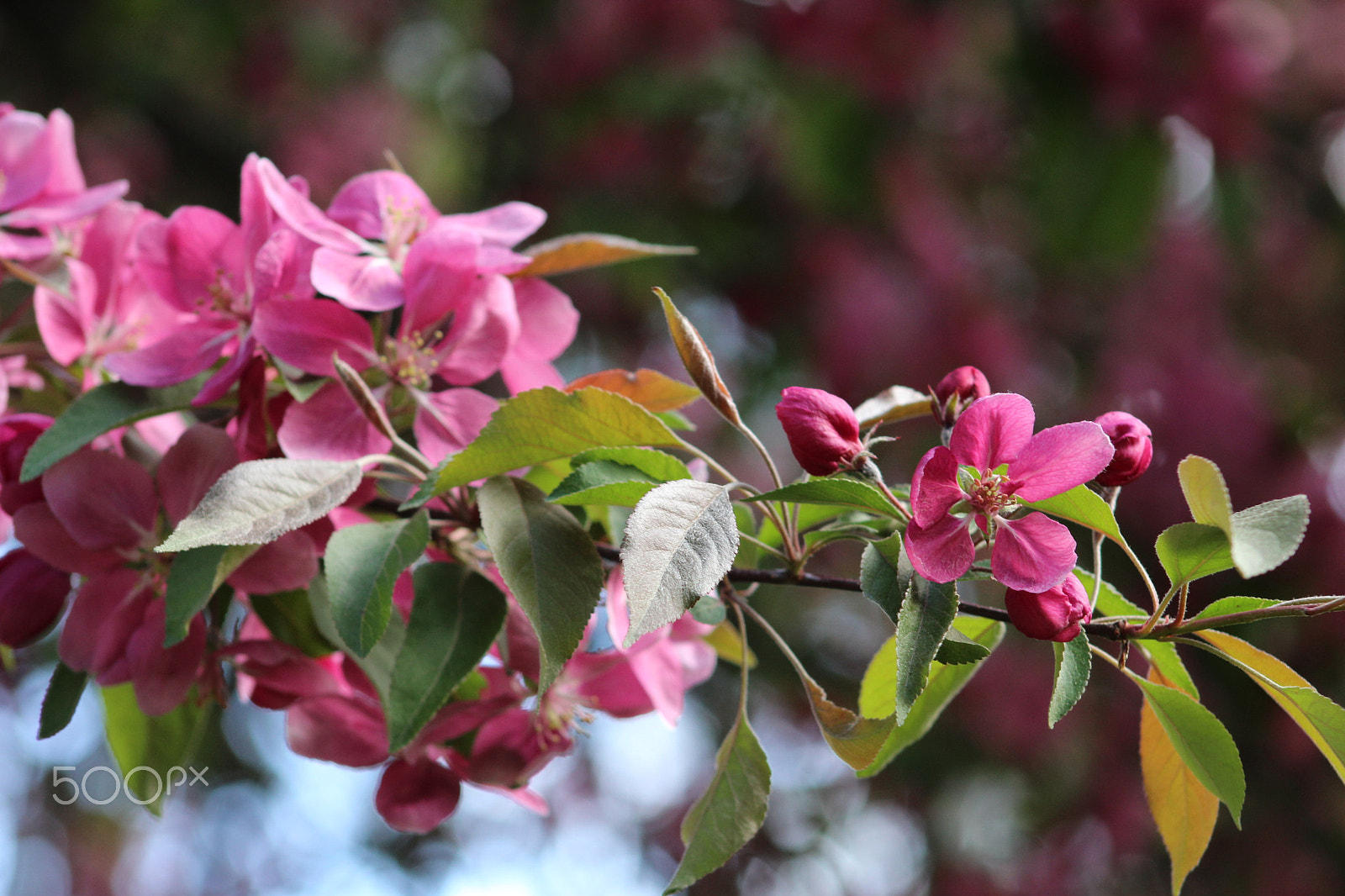 Canon EF 75-300mm f/4-5.6 USM sample photo. Flowers around bigfork photography