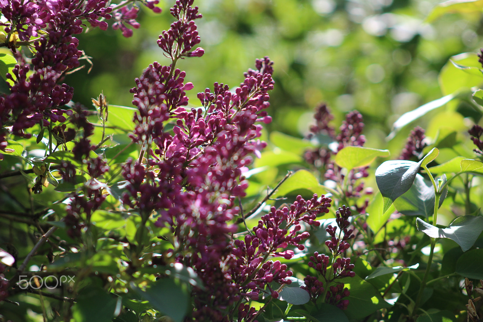 Canon EF 75-300mm f/4-5.6 USM sample photo. Flowers around bigfork photography