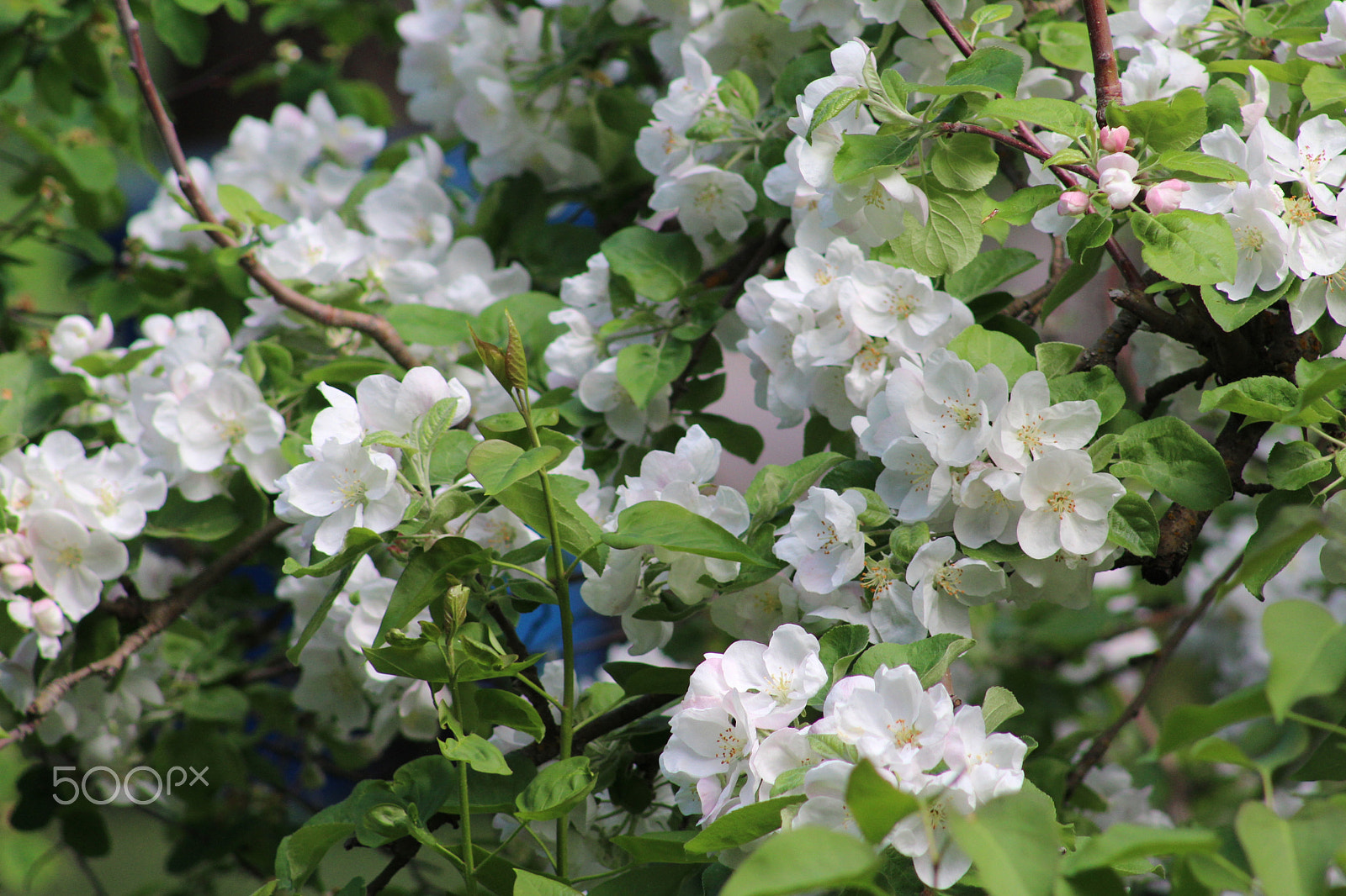 Canon EF 75-300mm f/4-5.6 USM sample photo. Flowers around bigfork photography