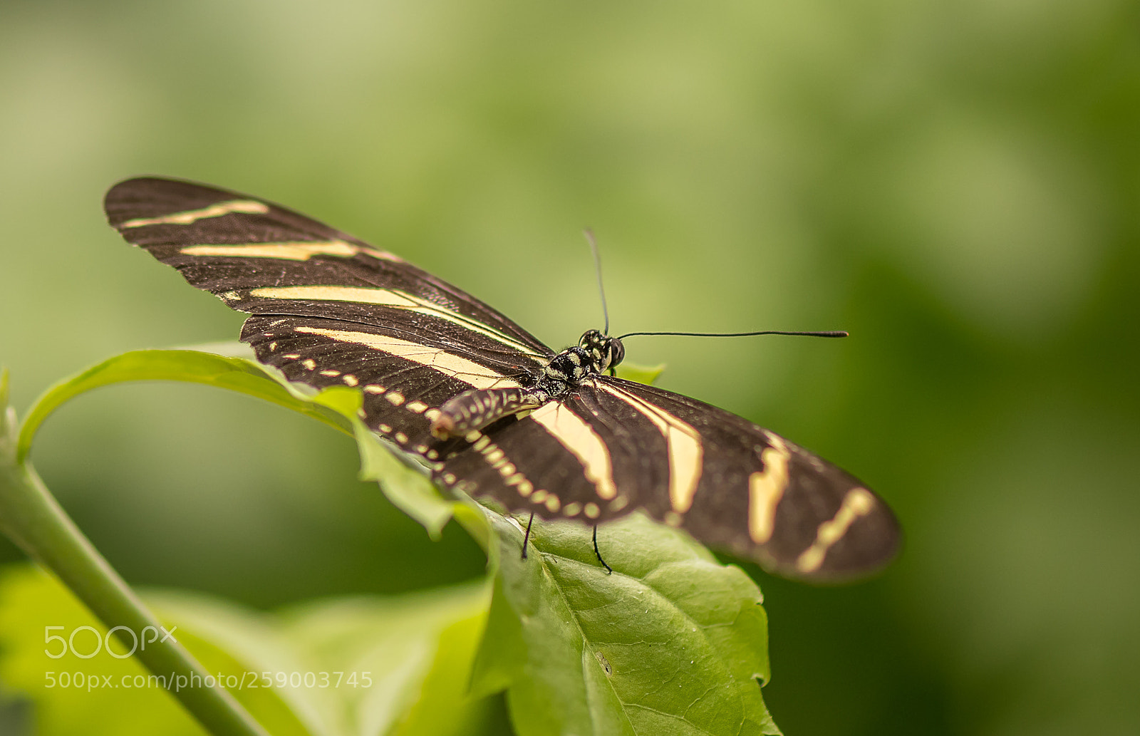 Nikon D500 sample photo. Zebra longwing photography