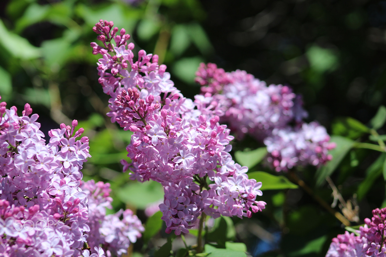 Canon EF 75-300mm f/4-5.6 USM sample photo. Flowers around bigfork photography