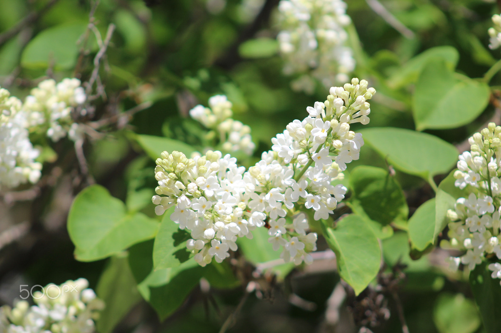 Canon EF 75-300mm f/4-5.6 USM sample photo. Flowers around bigfork photography