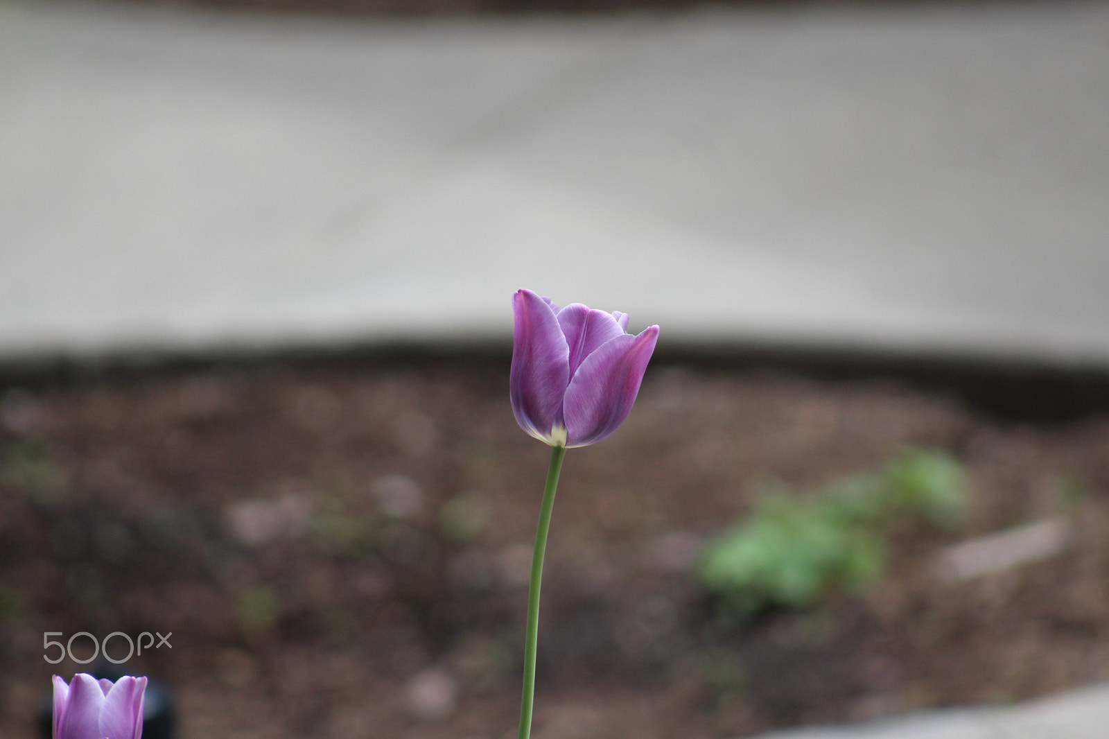 Canon EF 75-300mm f/4-5.6 USM sample photo. Flowers around bigfork photography