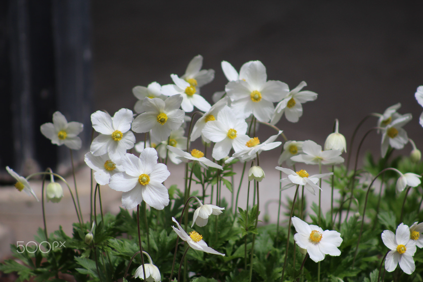 Canon EF 75-300mm f/4-5.6 USM sample photo. Flowers around bigfork photography