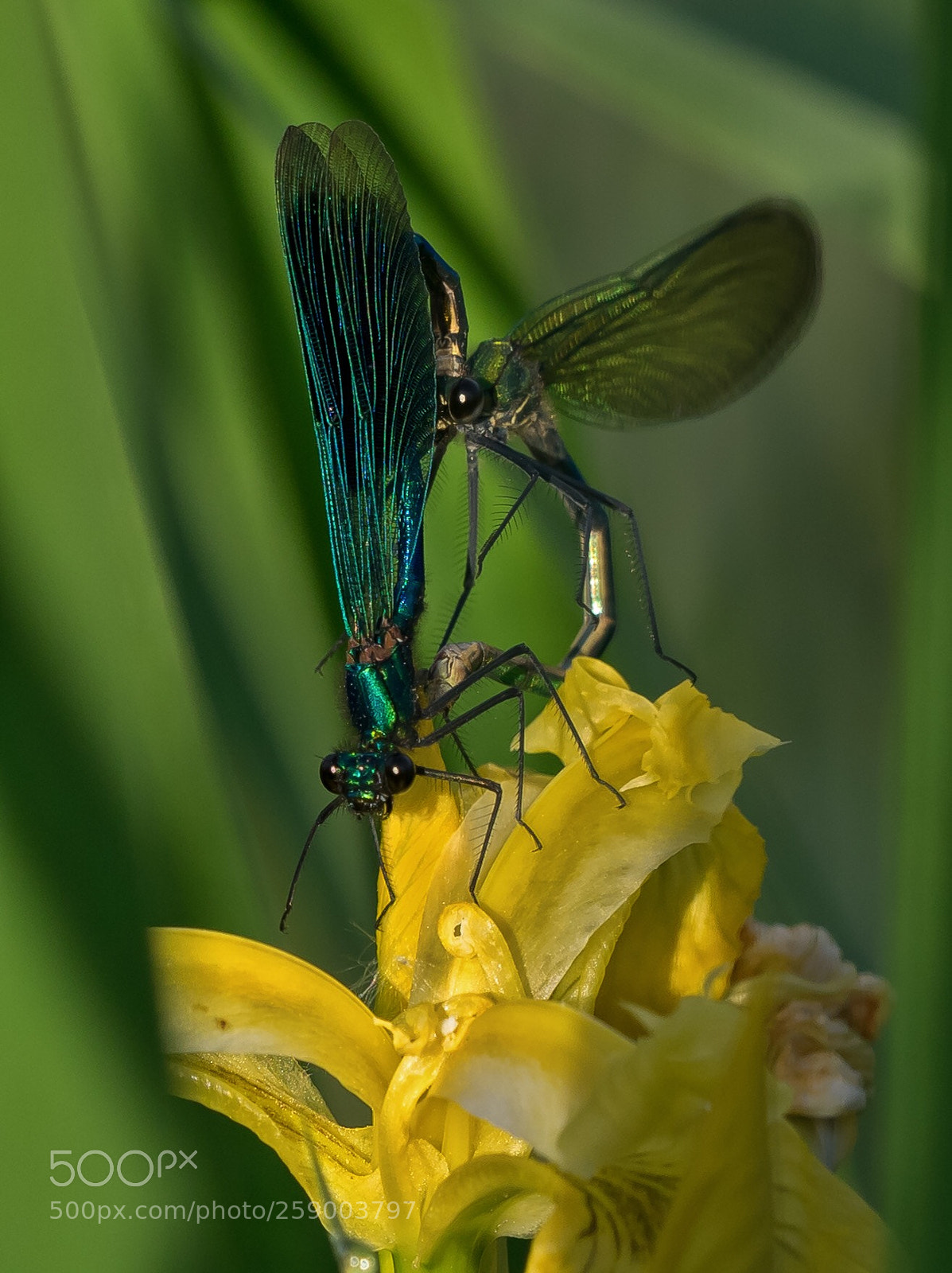 Olympus OM-D E-M1 sample photo. Rendezvous  photography