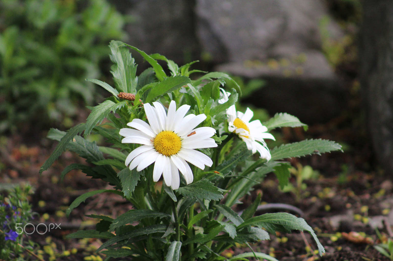 Canon EF 75-300mm f/4-5.6 USM sample photo. Flowers around bigfork photography