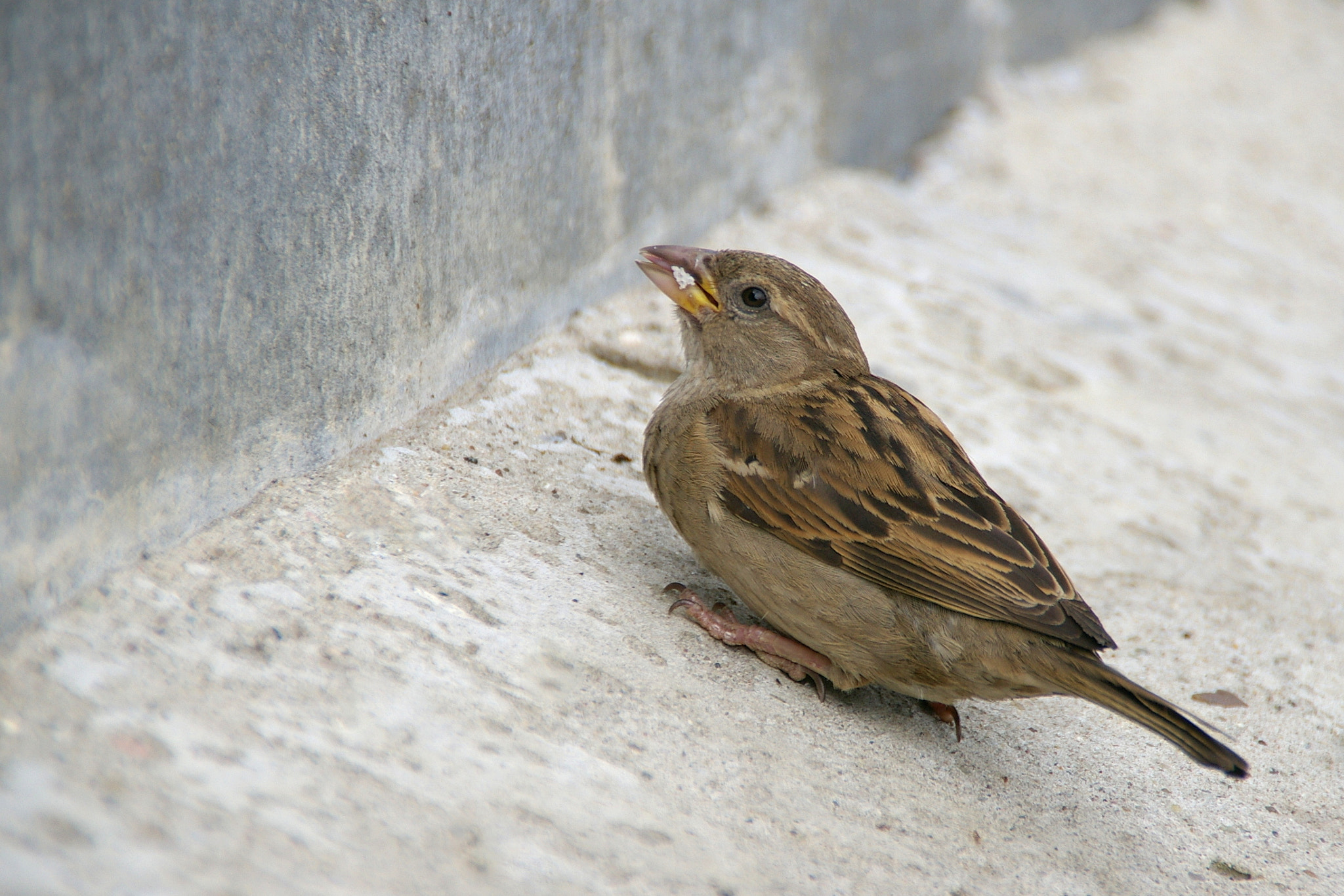 Pentax K100D Super sample photo. Sparrow photography