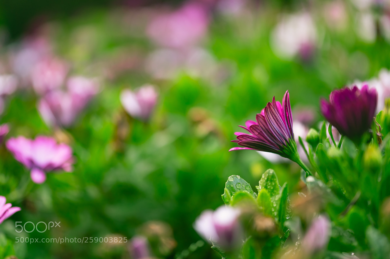 Canon EOS 6D sample photo. Unique photography