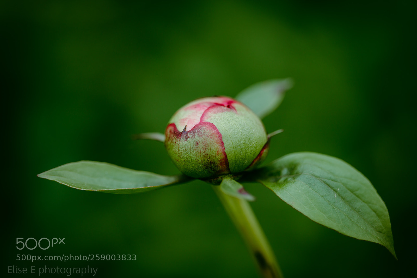 Canon EOS 6D Mark II sample photo. Peony bud photography