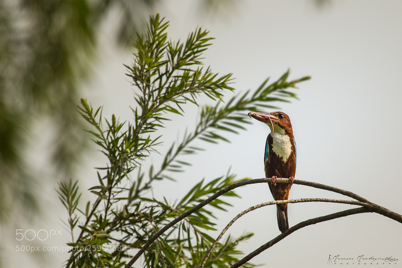 Canon EOS 7D Mark II sample photo. Breakfast time photography
