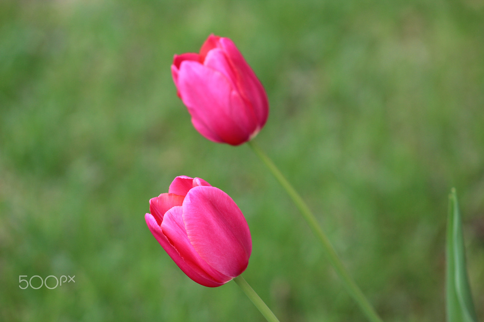 Canon EF 75-300mm f/4-5.6 USM sample photo. Flowers around bigfork photography