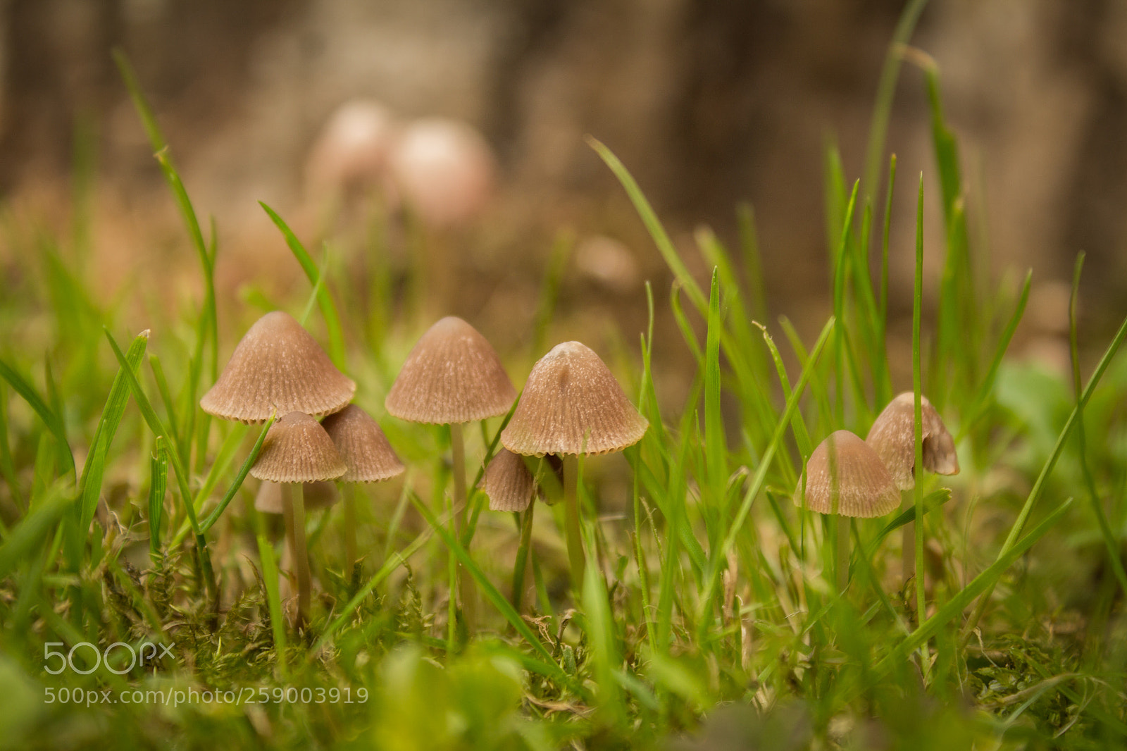 Canon EOS 1100D (EOS Rebel T3 / EOS Kiss X50) sample photo. - magic mushrooms - photography