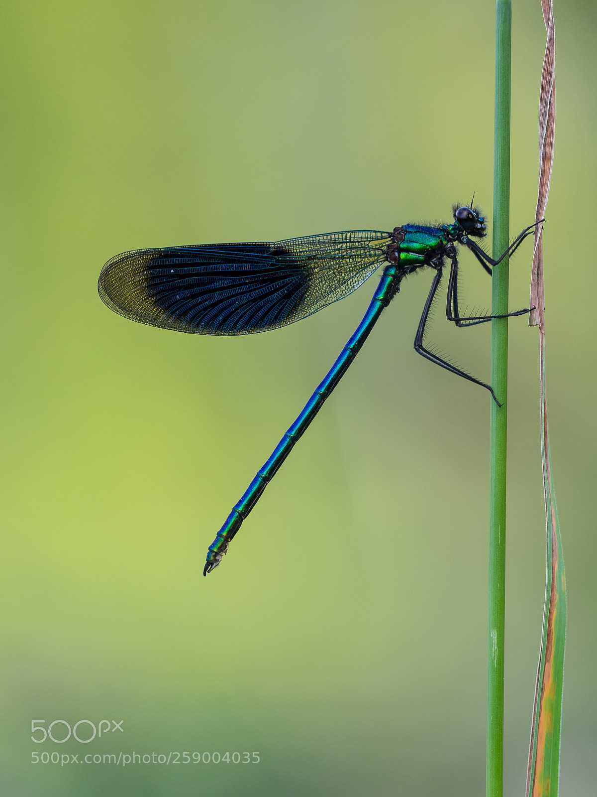 Olympus OM-D E-M1 sample photo. Demoiselle photography