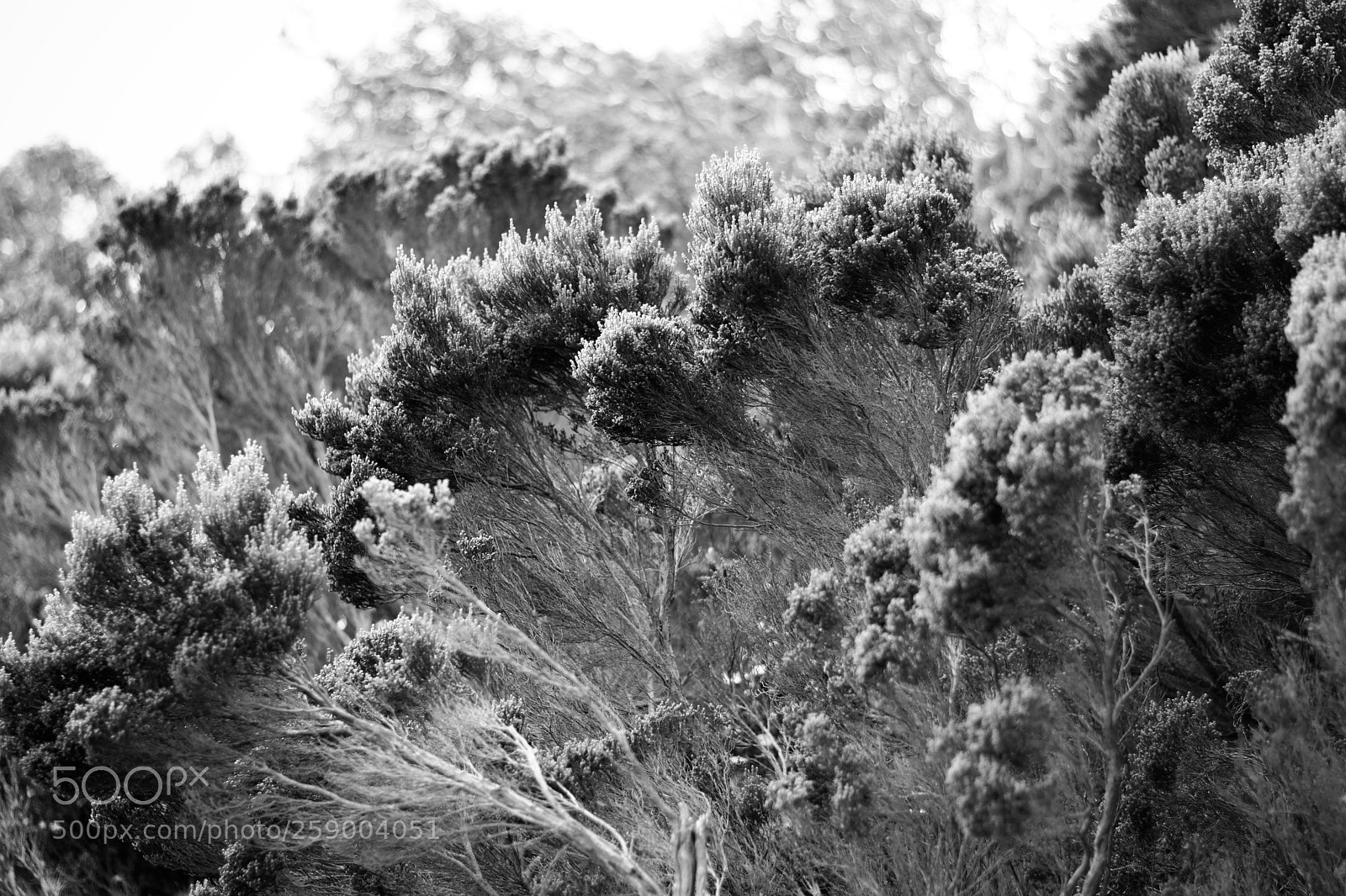 Nikon D7100 sample photo. Good hope photography