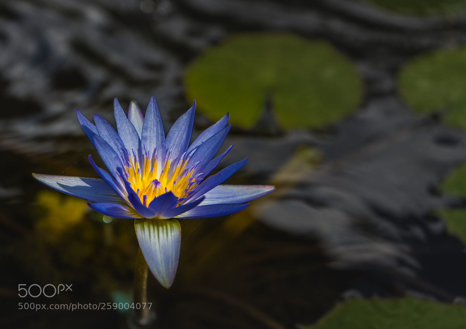 Sony a7 II sample photo. Bloom photography