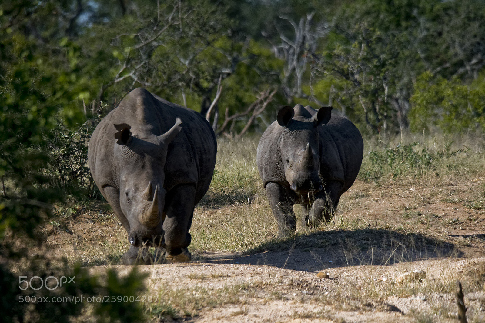 Nikon D500 sample photo. Rhino photography