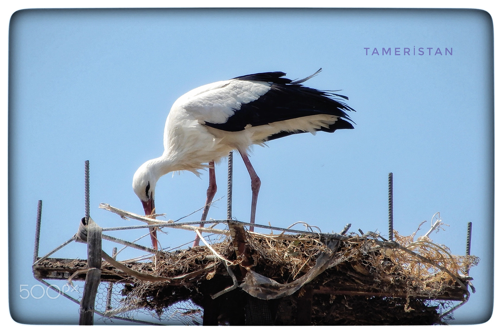 Nikon Coolpix A900 sample photo. Leylek selcuk ta photography