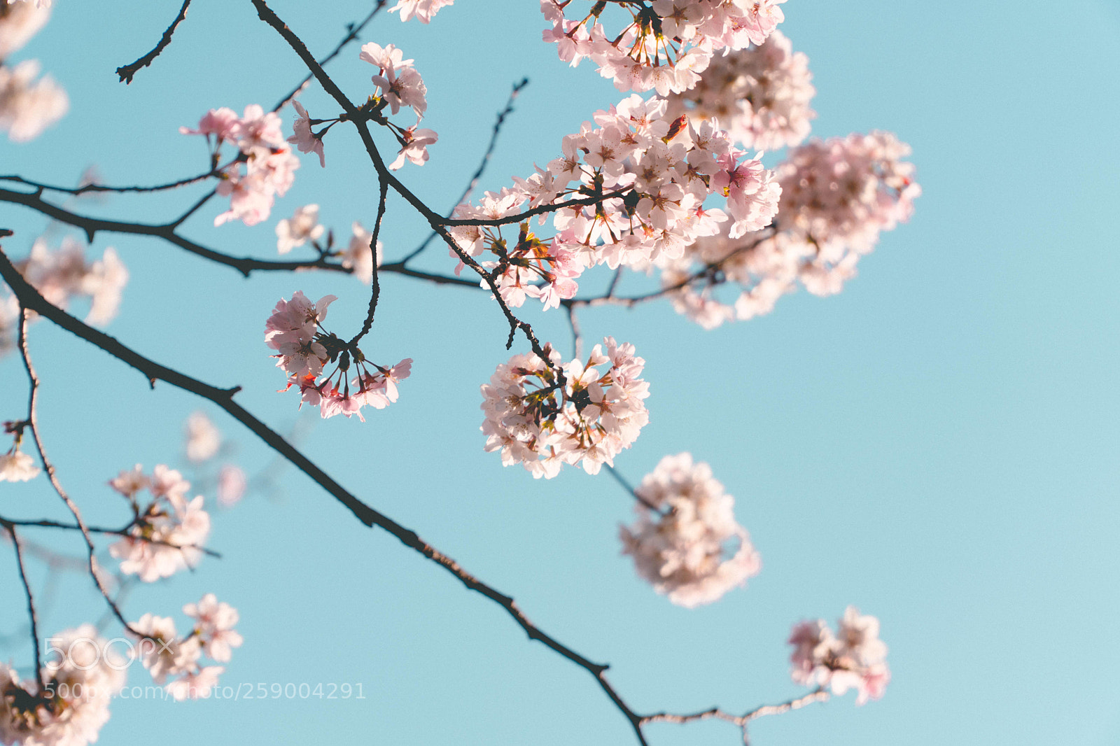 Sony a6500 sample photo. Sakura(cherry blossom) photography