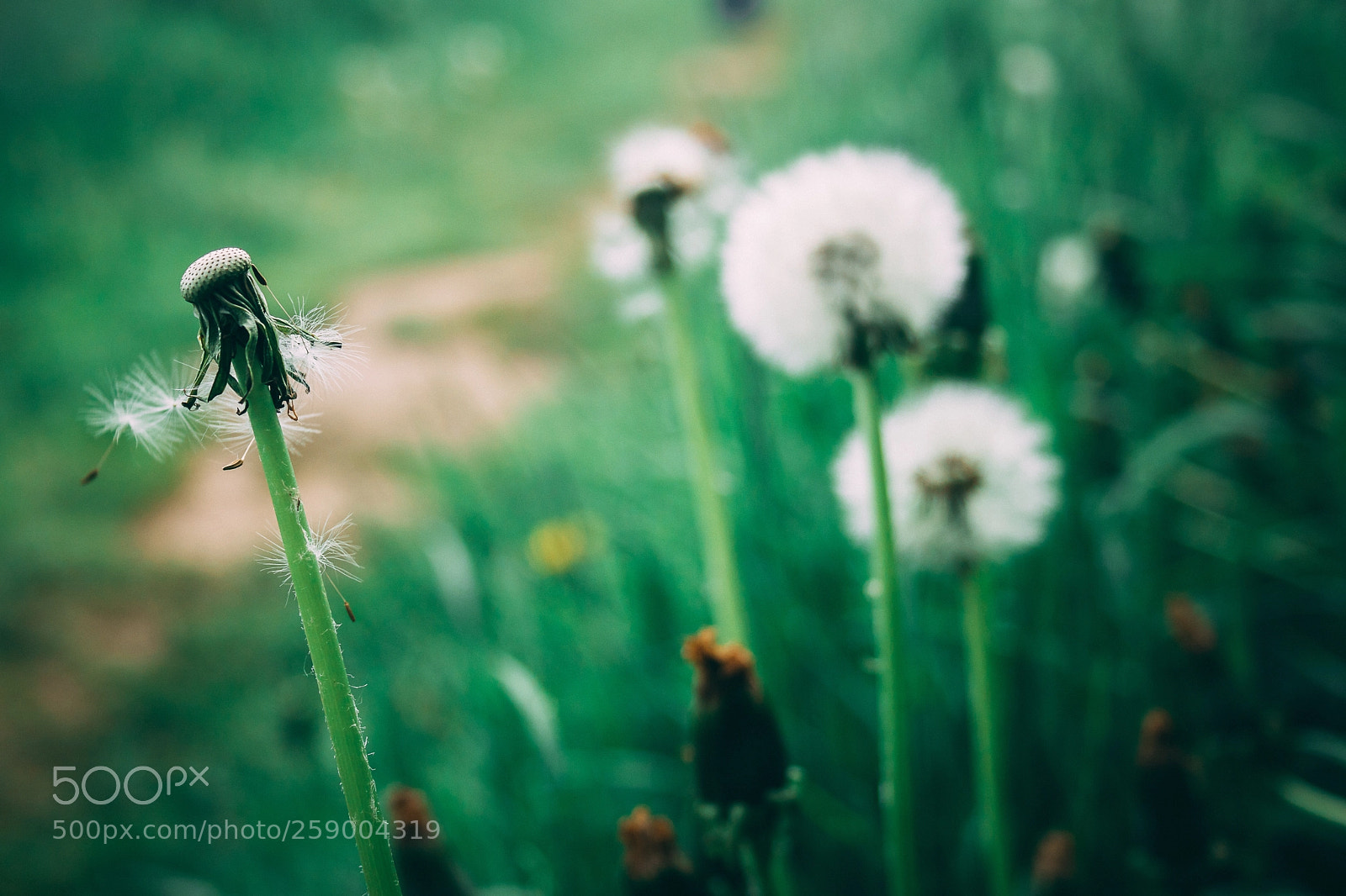 Canon EOS 80D sample photo. Naked dandelion! photography