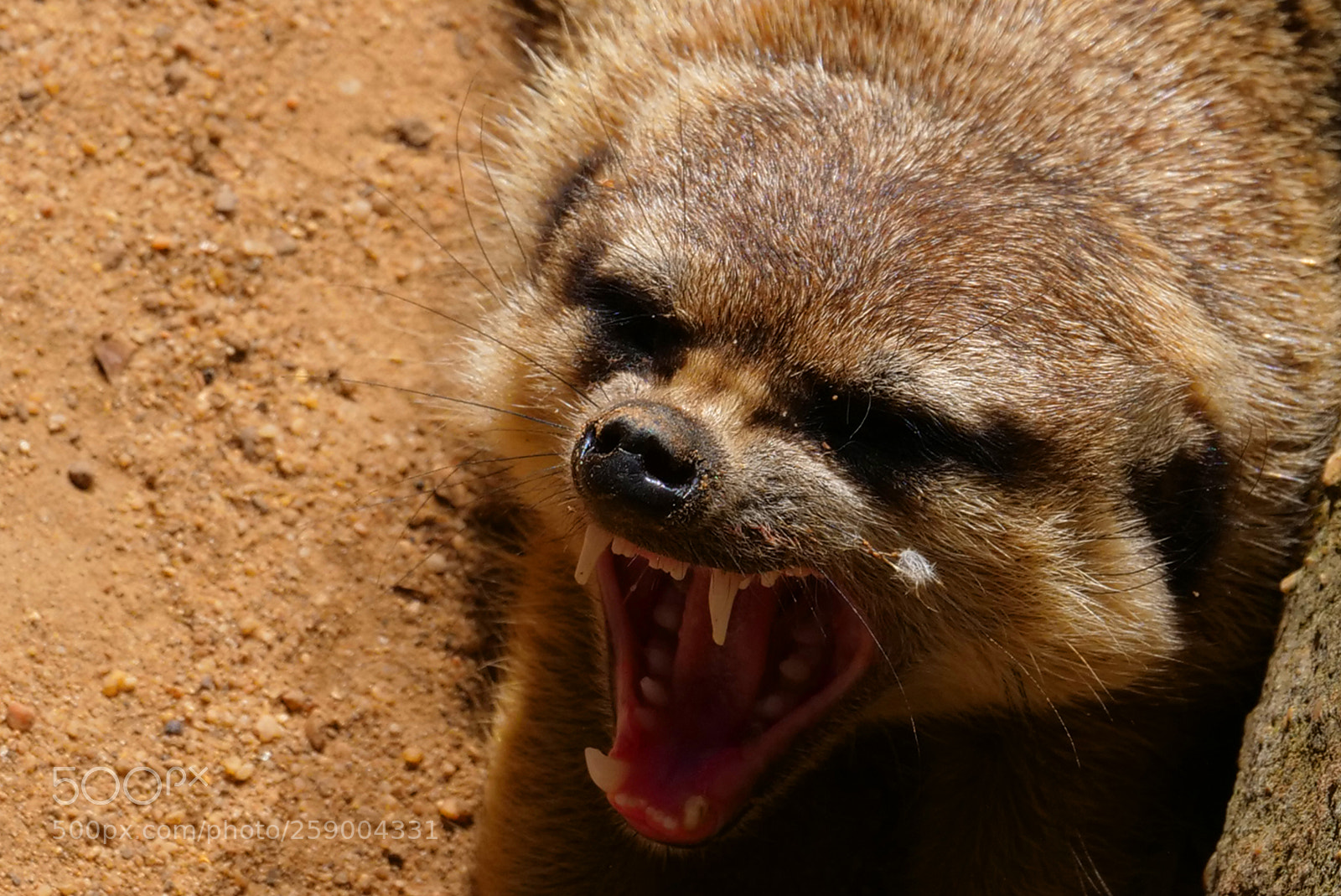 Panasonic Lumix DC-GH5 sample photo. Stretching meerkat photography