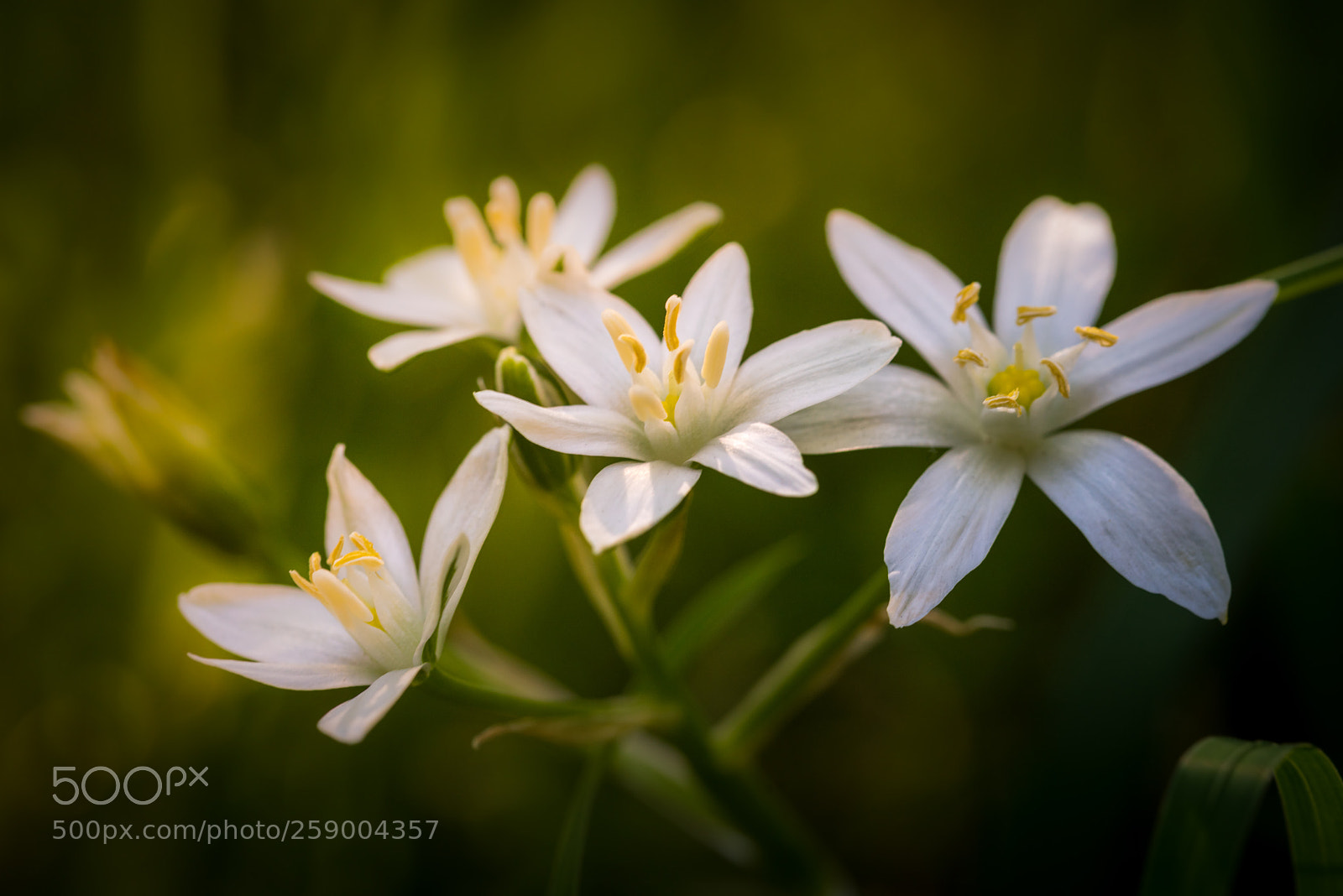 Nikon D810 sample photo. Spring flowers photography