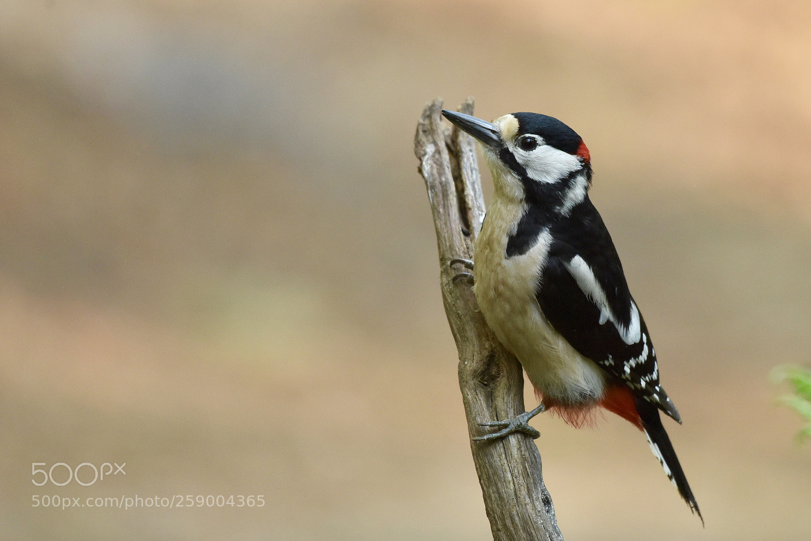 Nikon D810 sample photo. Great spotted woodpecker photography