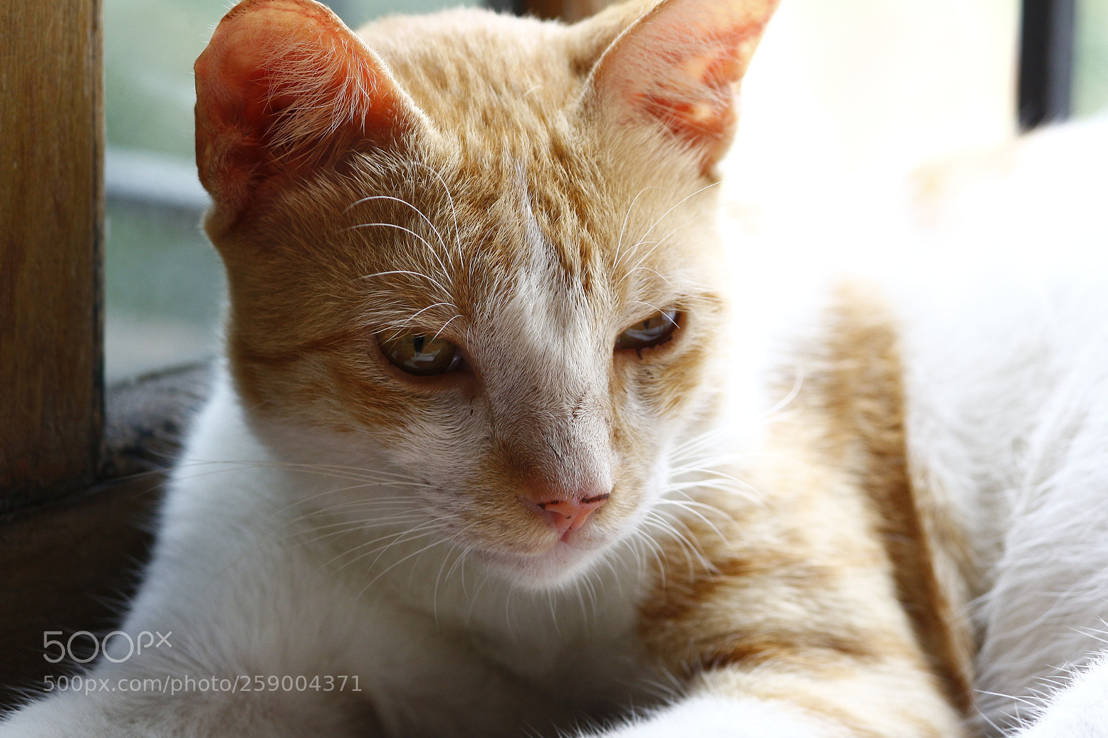 Canon EF-S 55-250mm F4-5.6 IS II sample photo. The staring cat photography