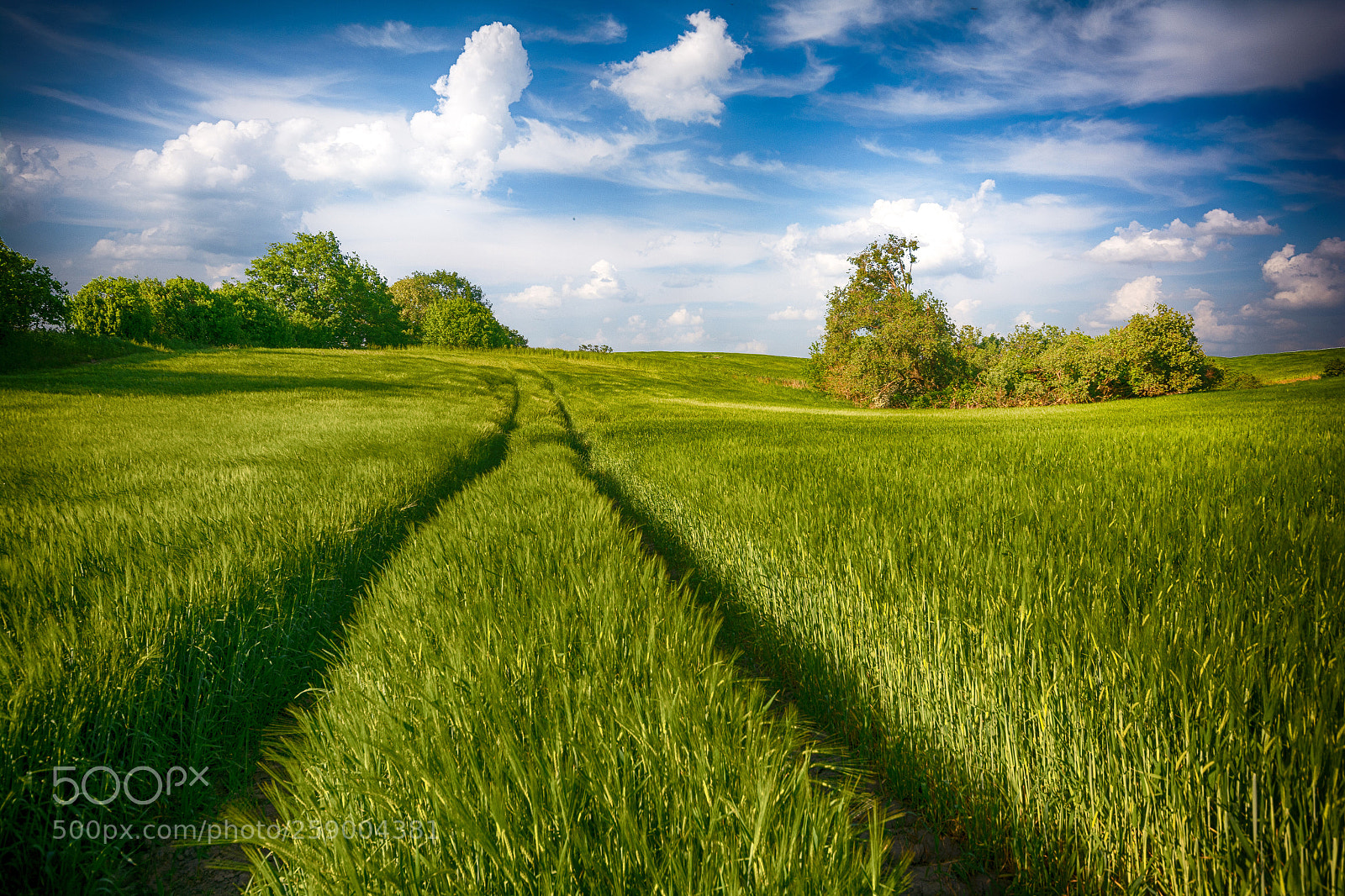 Nikon D7100 sample photo. Der weg photography