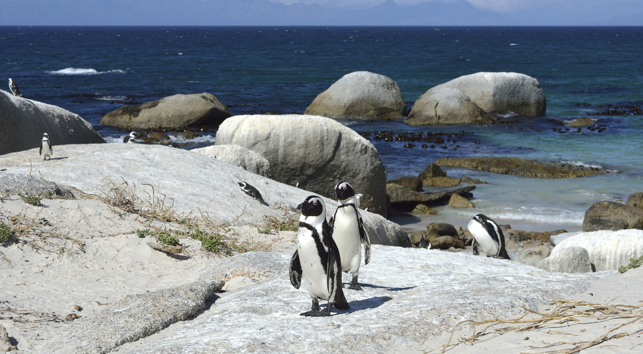 Nikon D800 sample photo. Pinguins in simon's town photography