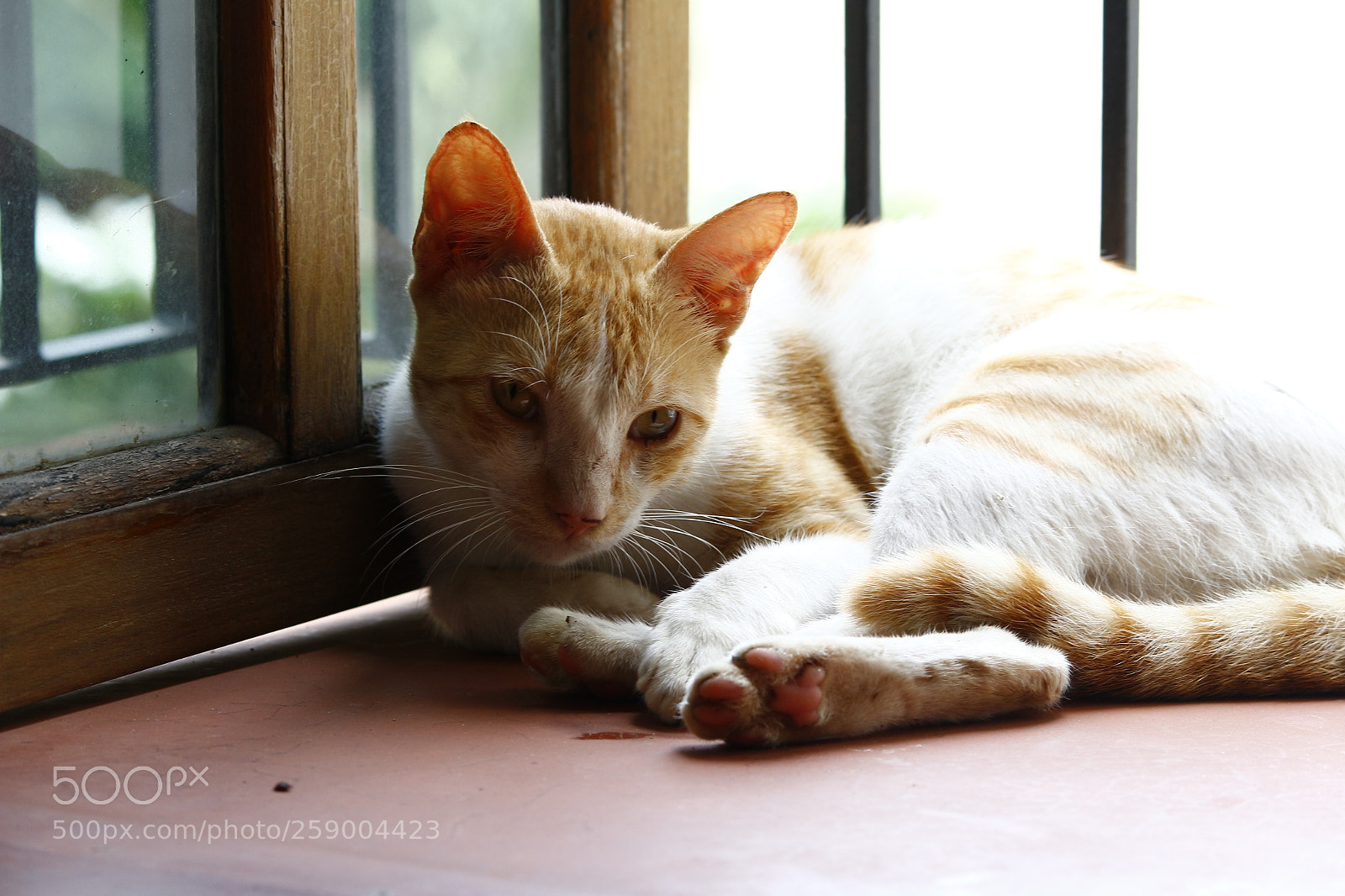Canon EF-S 55-250mm F4-5.6 IS II sample photo. Posed cat photography