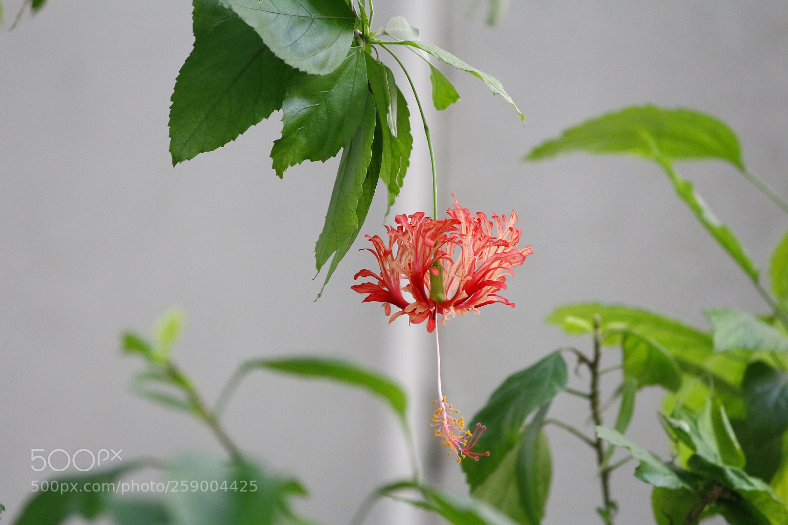 Canon EF-S 55-250mm F4-5.6 IS II sample photo. The summer blossom photography
