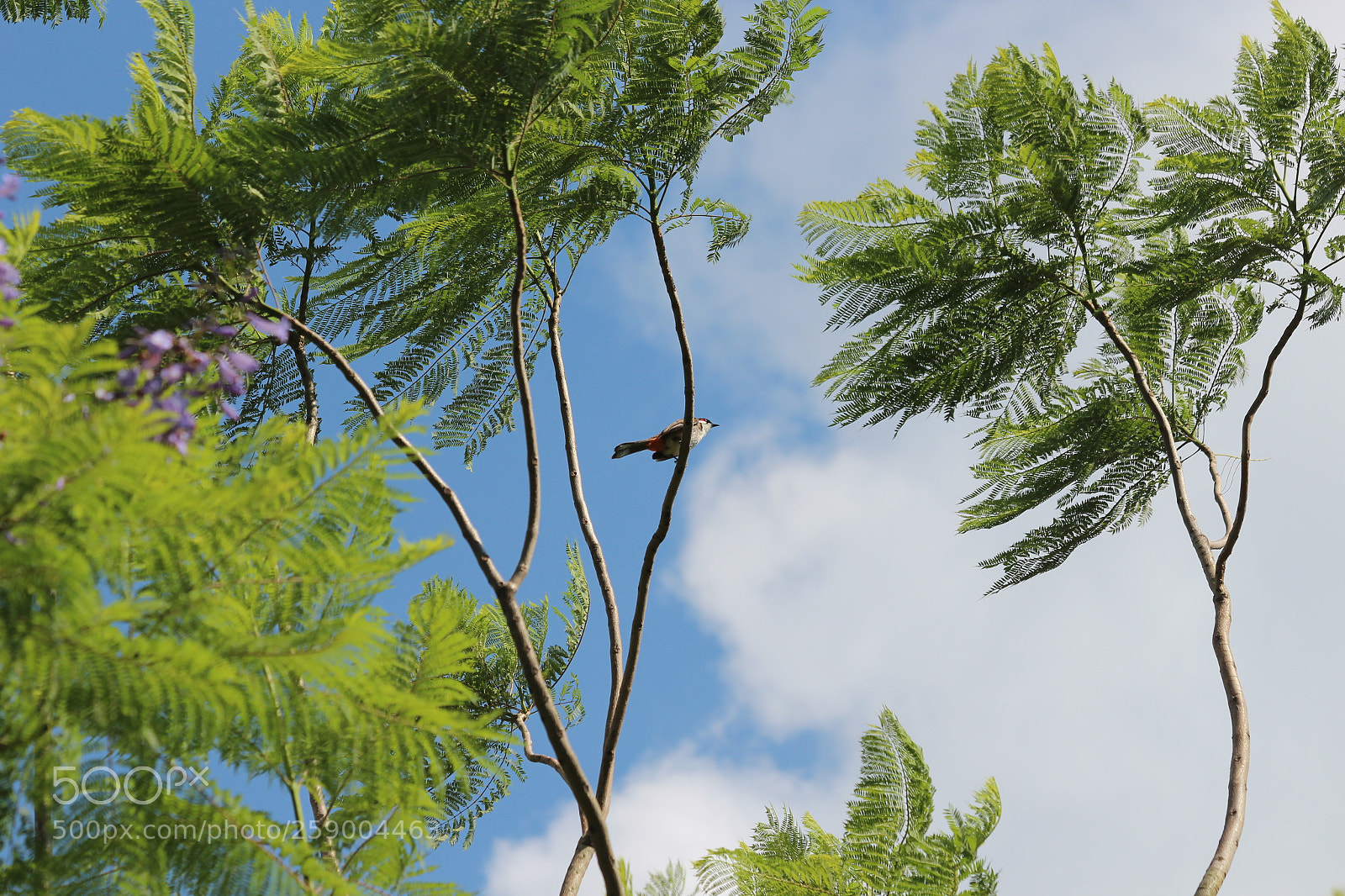 Canon EOS 600D (Rebel EOS T3i / EOS Kiss X5) sample photo. Where is the bird? photography