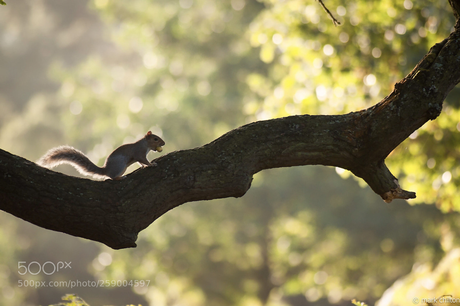 Nikon D90 sample photo. Squirrel and nut photography