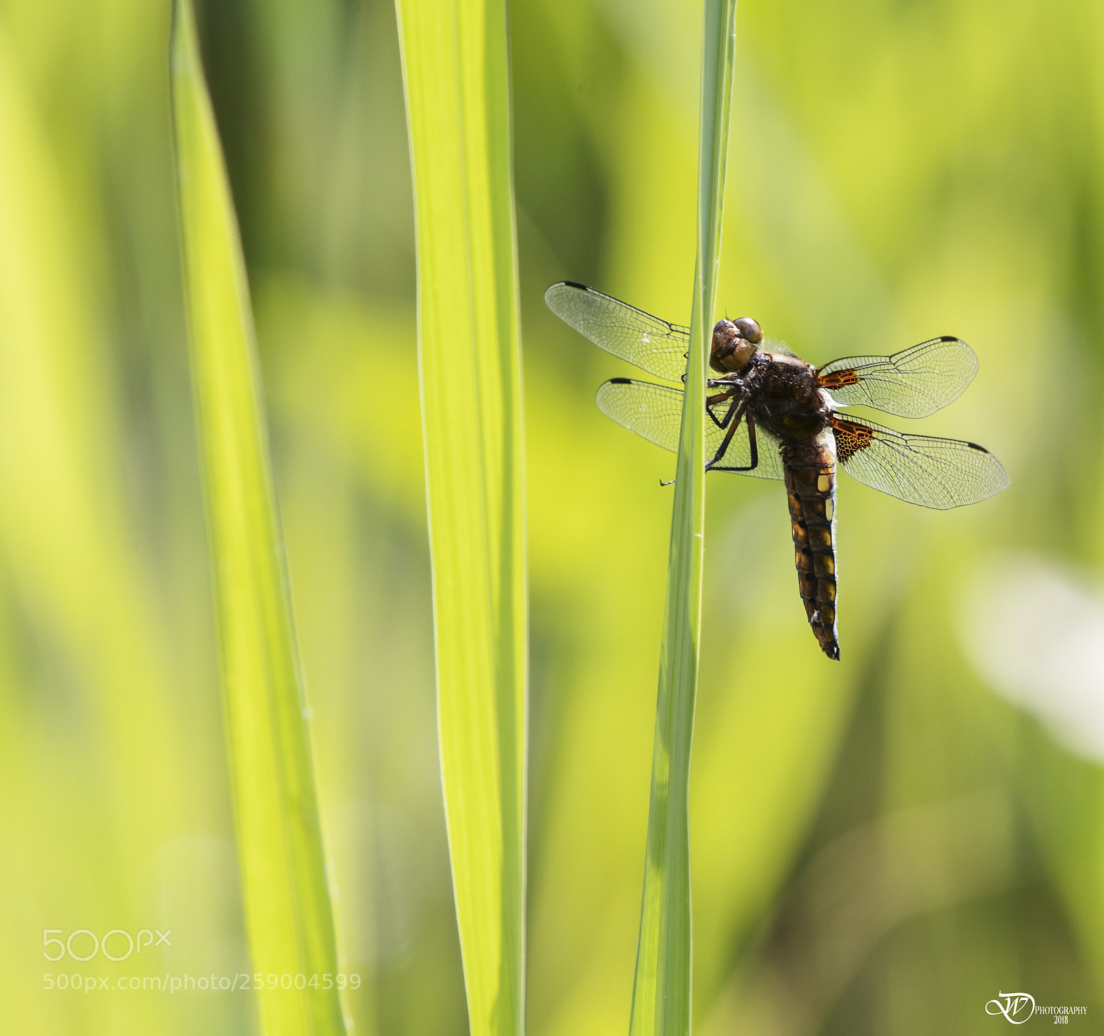 Nikon D500 sample photo. Dragon fly photography