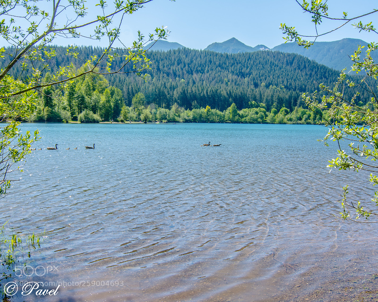 Nikon D5200 sample photo. Ducks follow photography