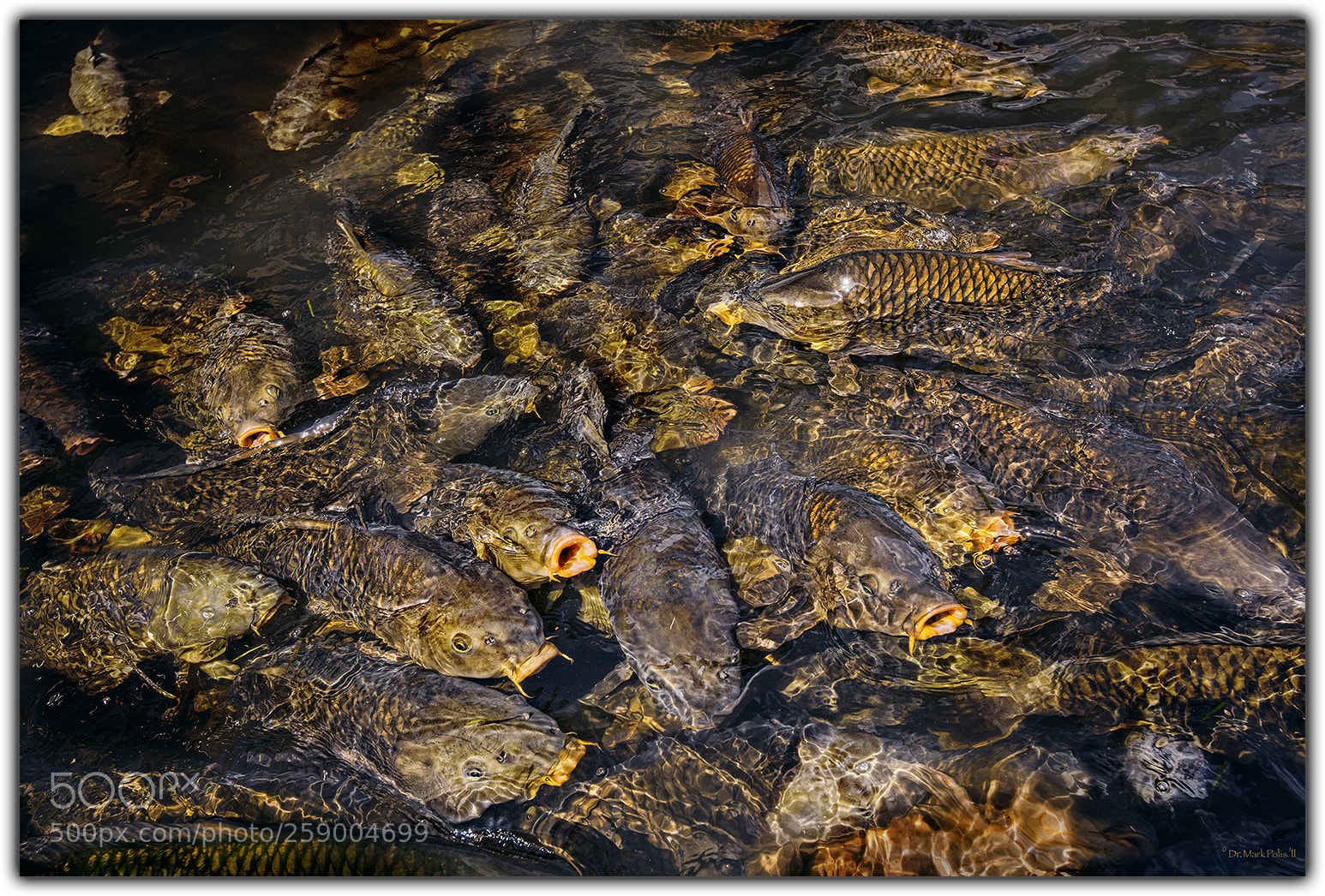 Canon EOS-1Ds Mark III sample photo. Fishy story photography