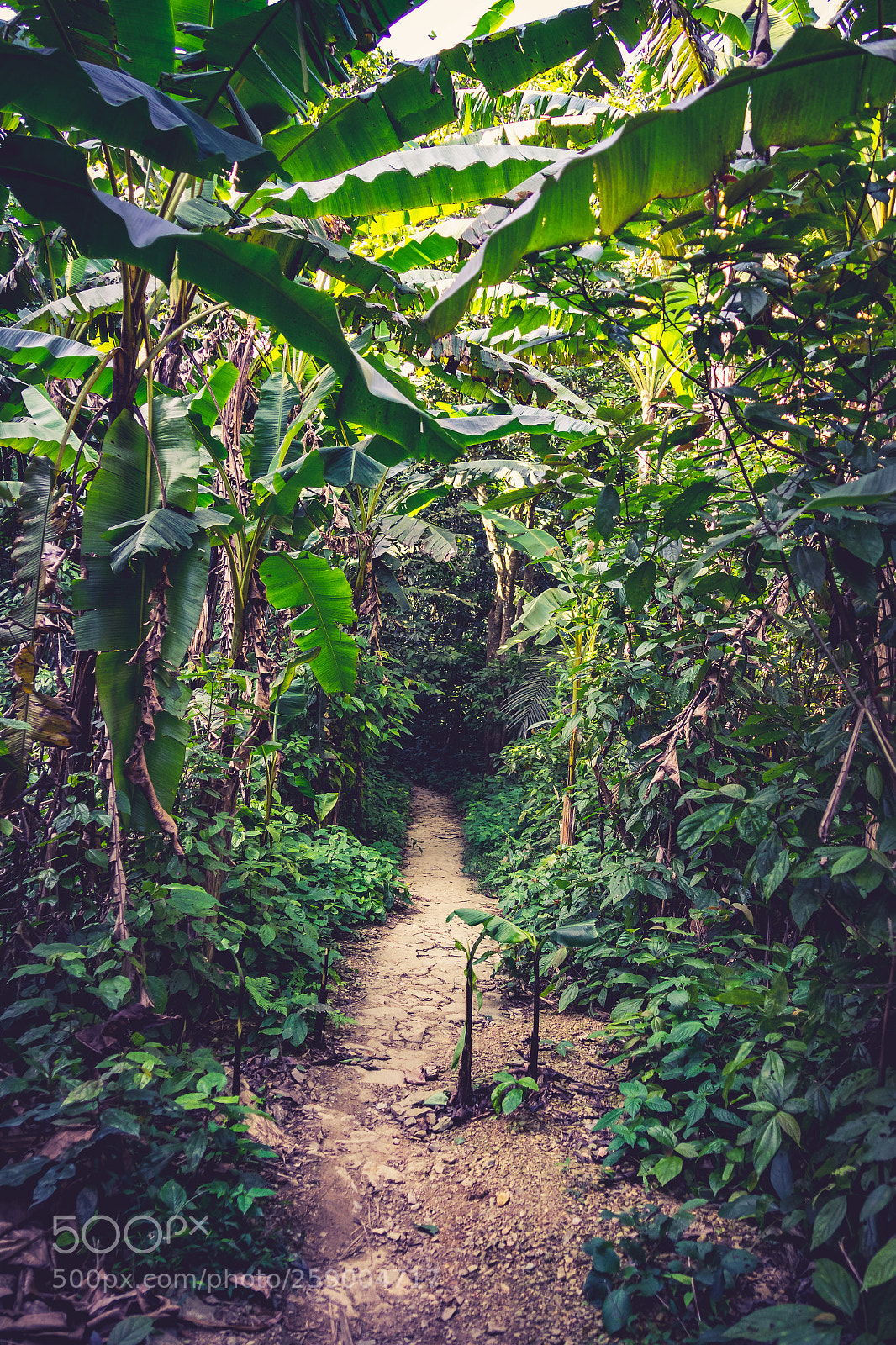 Sony a7 II sample photo. Banana path photography