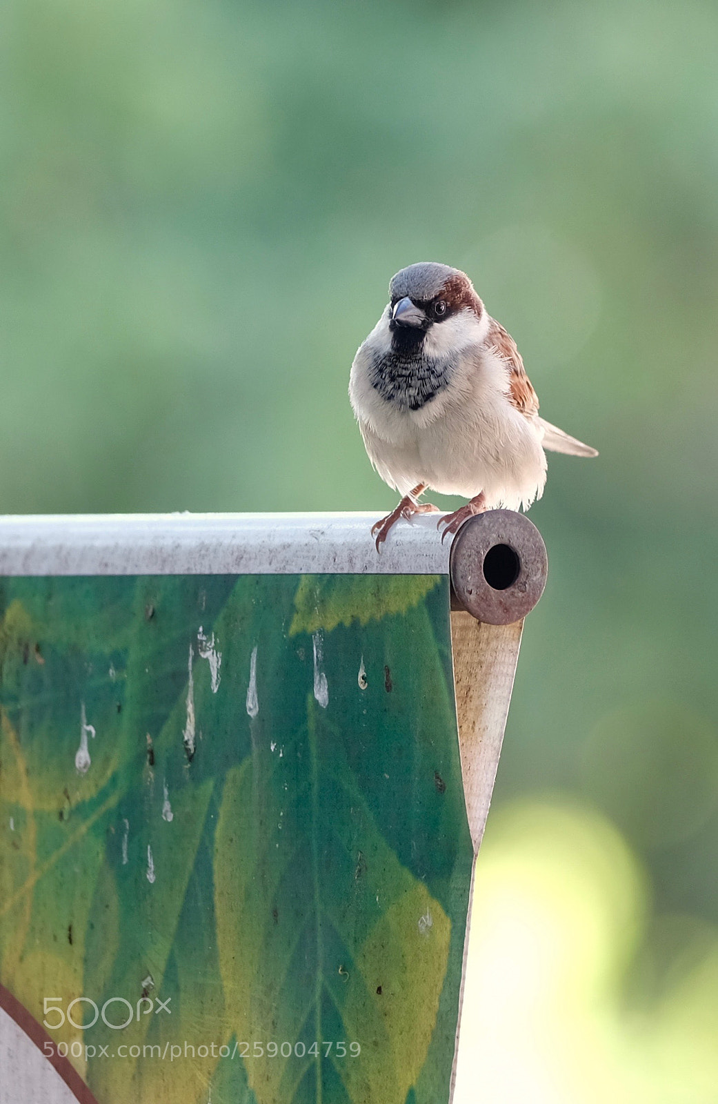 Fujifilm X-T2 sample photo. Little bird photography