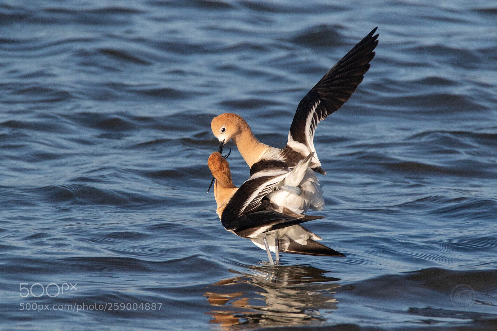 Canon EOS 7D Mark II sample photo. Love
american avocets photography