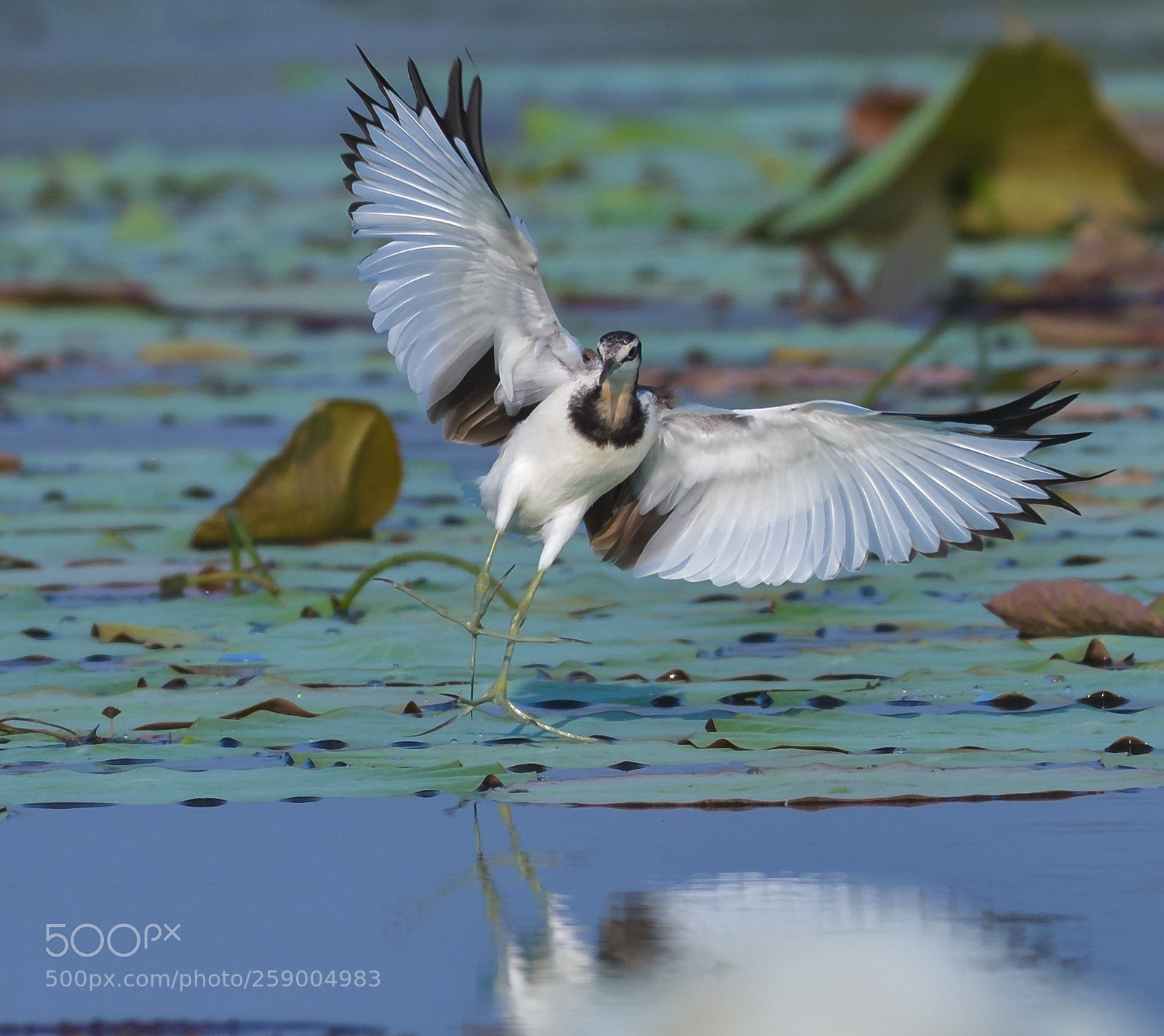 Nikon D500 sample photo. Pheasant tail jacana photography