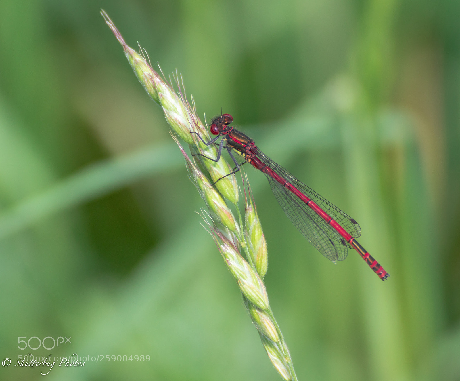 Canon EOS 80D sample photo. Large red damsel photography