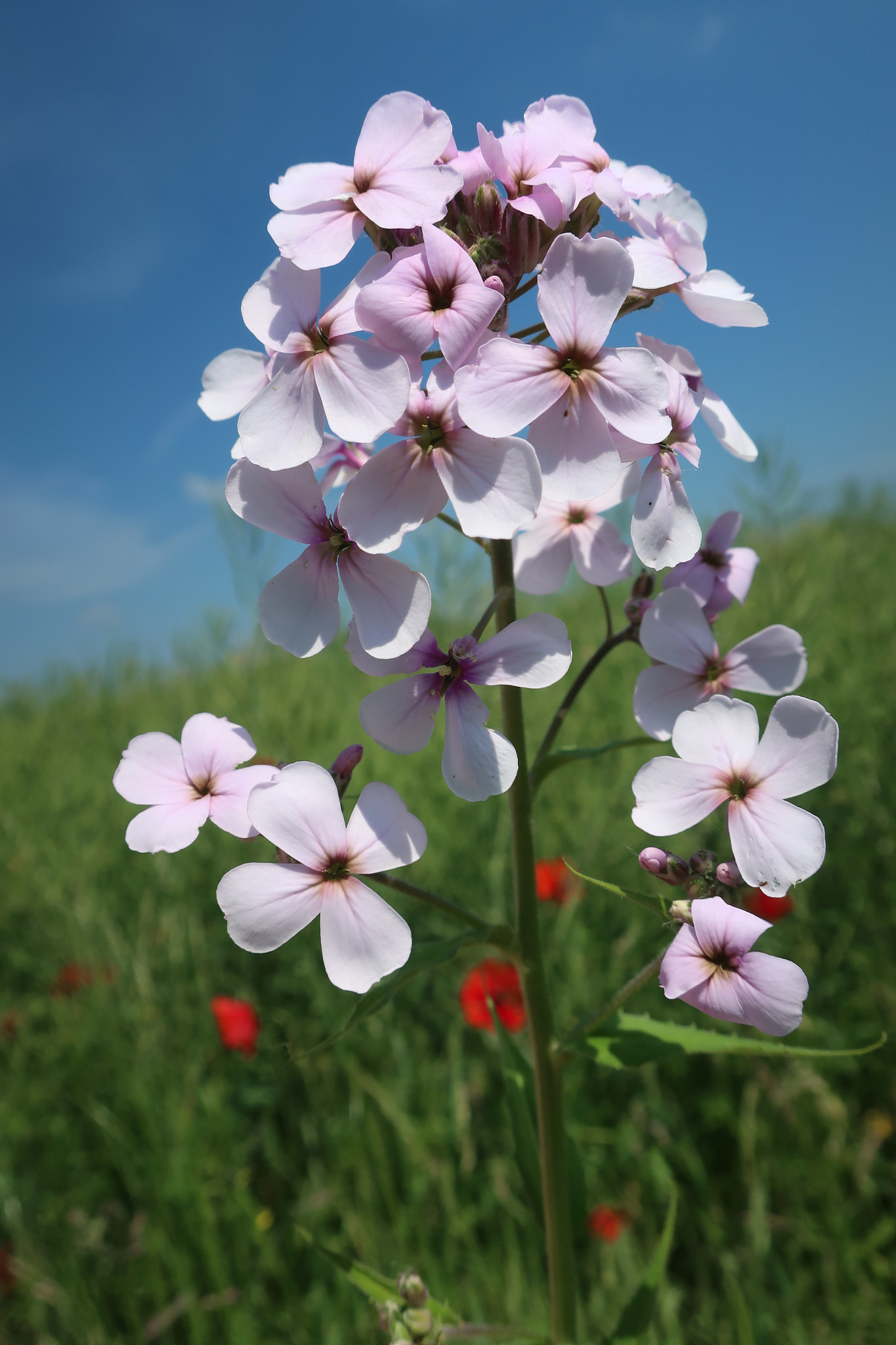 Canon PowerShot G9 X Mark II sample photo. Wildflower. photography