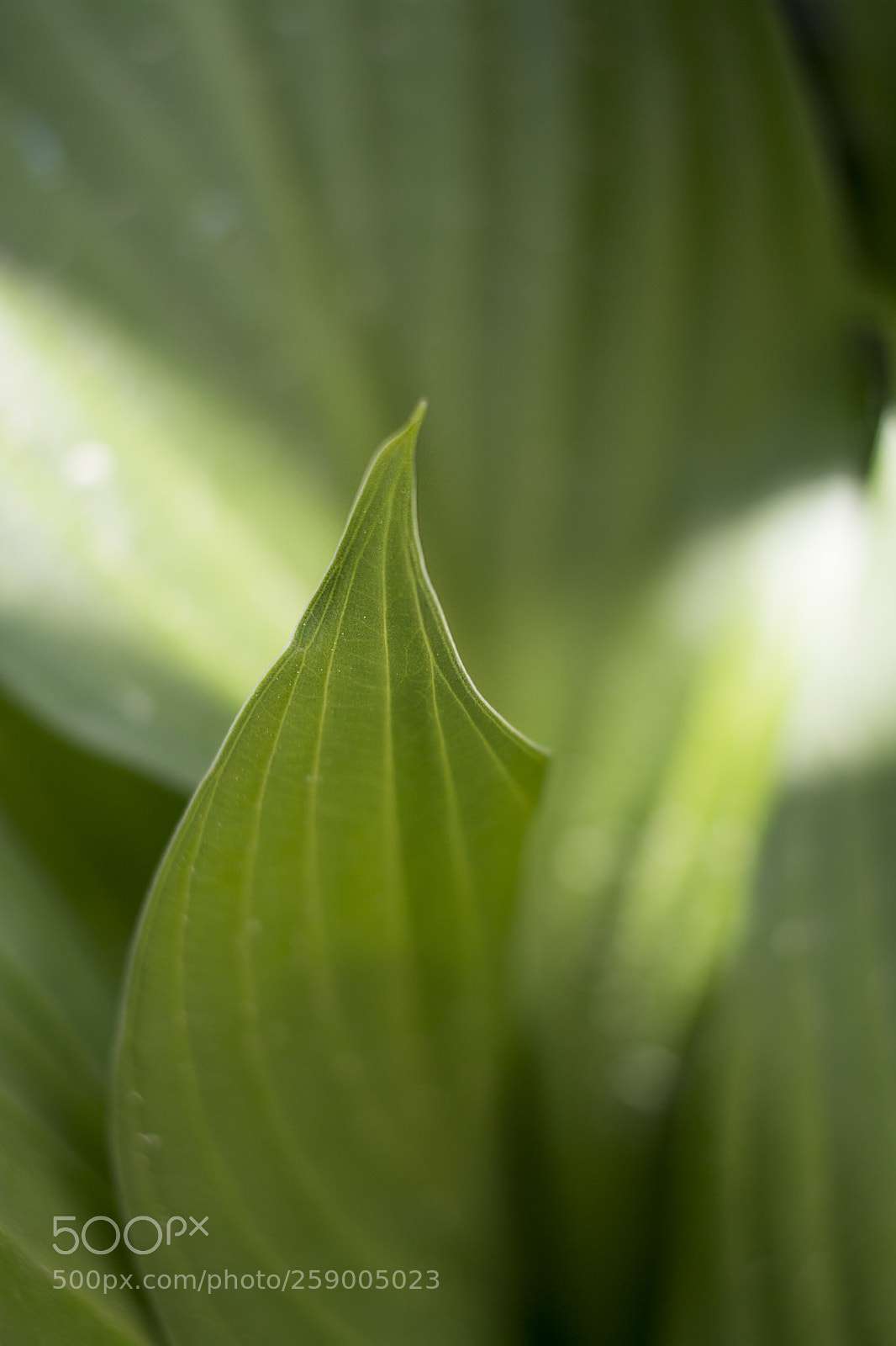 Nikon D5200 sample photo. Fresh leaf photography