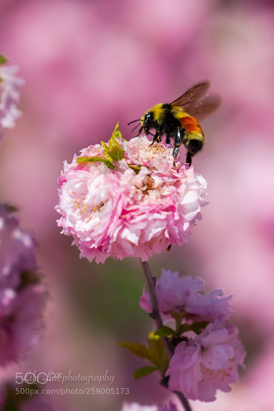 Canon EOS-1D X sample photo. Spring finally arrived, bees photography