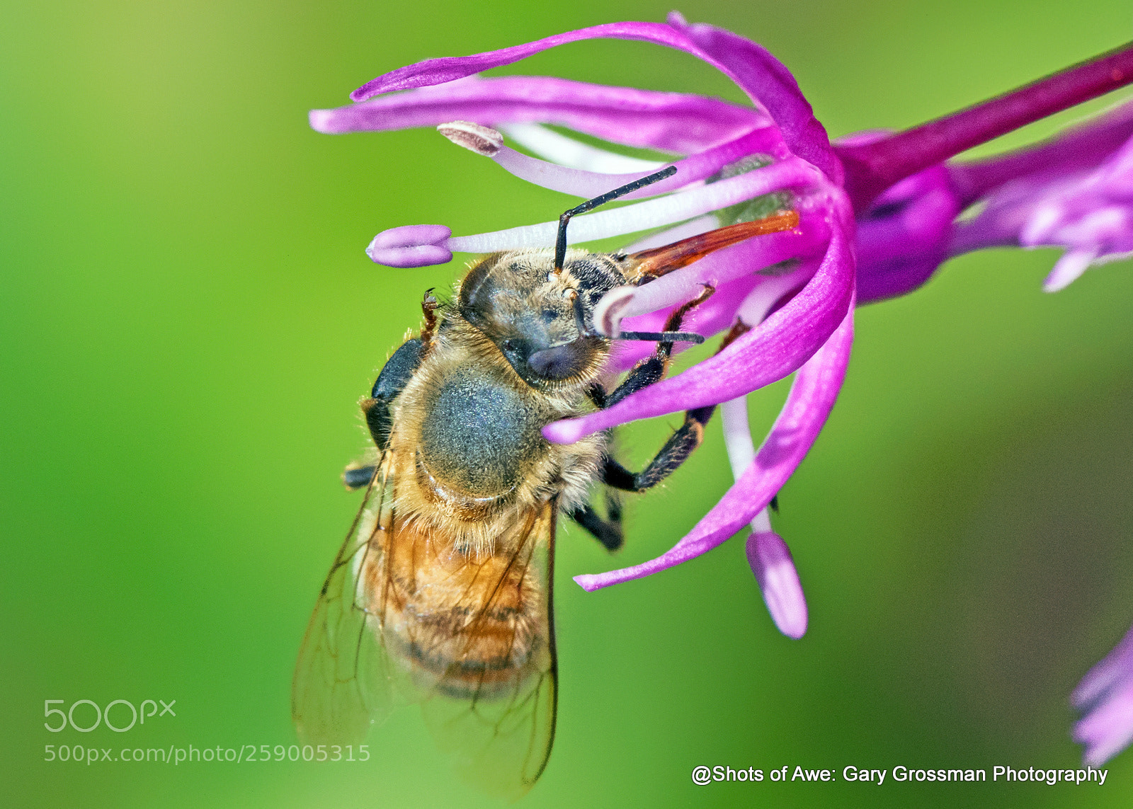 Canon EOS 7D Mark II sample photo. Sweet nectar photography