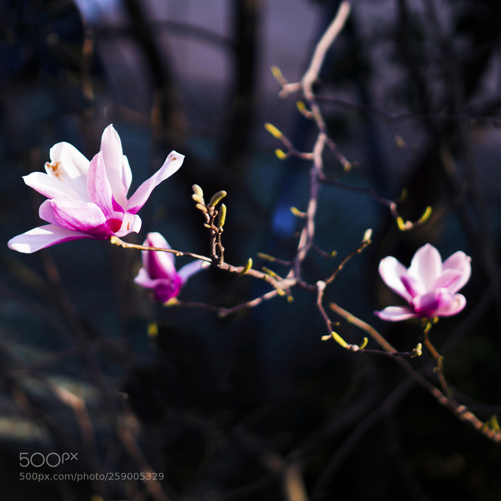 Sony a6000 sample photo. 身边的花 photography