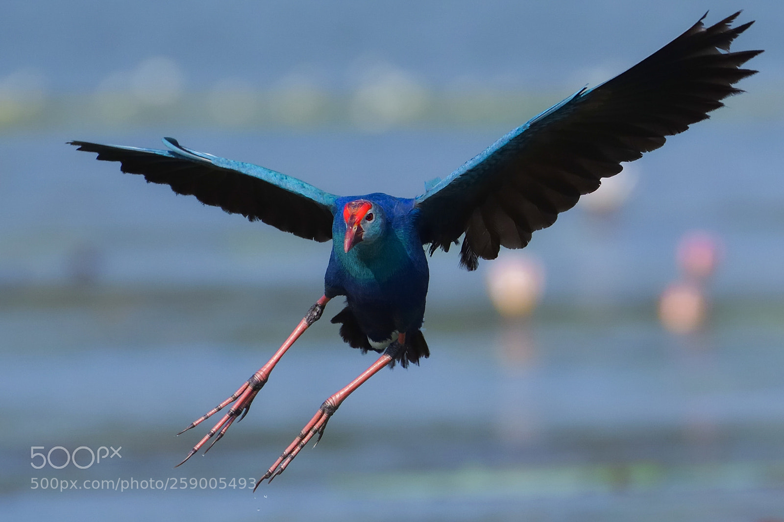 Nikon D500 sample photo. Purple moorhen photography