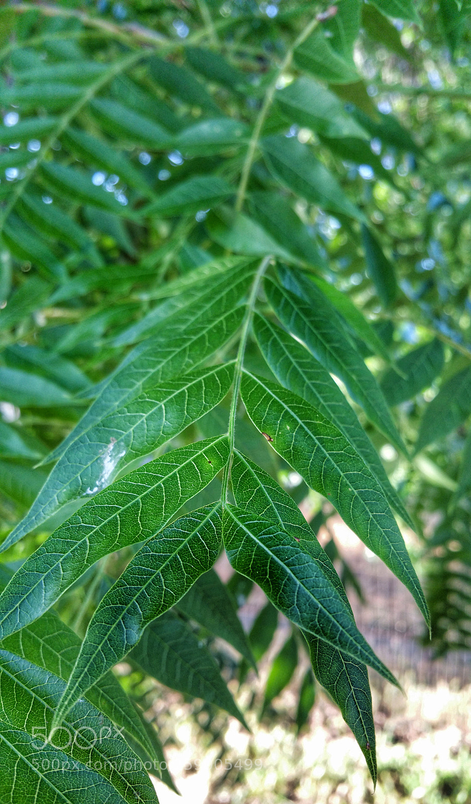 Samsung Galaxy Note4 sample photo. Green leaves photography